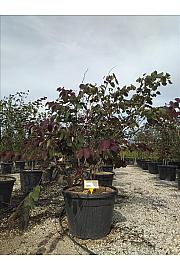 Cercis Canad. Red Force  C90 Lit. 175-200 cm (ZEL)
