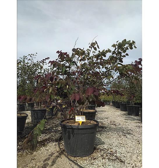 Cercis Canad. Red Force  C90 Lit. 175-200 cm (ZEL)