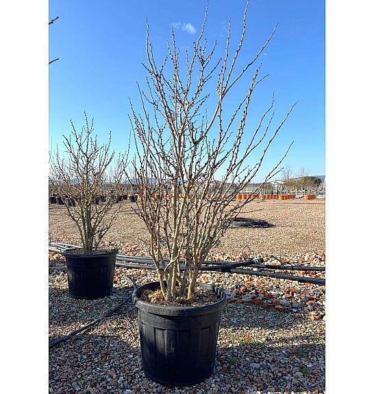 Cercis Chinensis Avondale C70 Lit. 150-175 cm (ZEL)