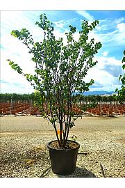 Cercis Siliquastrum C110 Lit. 200-250 cm; Večstebelni (ZEL)