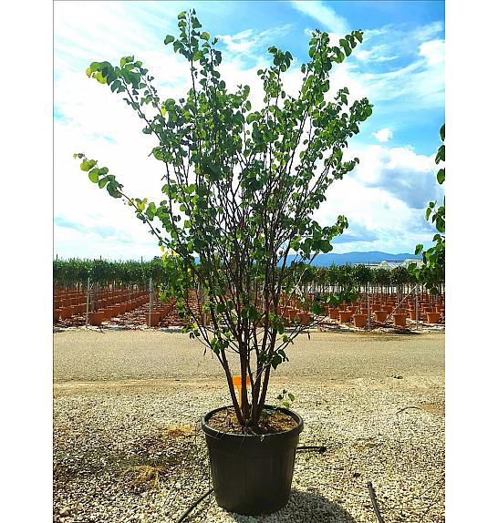 Cercis Siliquastrum C110 Lit. 200-250 cm; Večstebelni (ZEL)