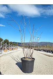 Cercis Siliquastrum C40 Lit. 150-175 cm (ZEL)