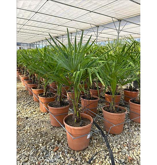 Chamaerops Excelsa (=Trachycarpus Fortunei) C10 Lit. 40-60 cm (ZEL)