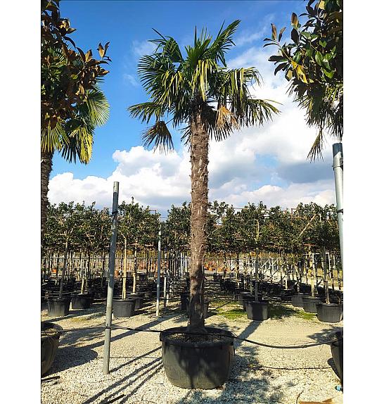 Chamaerops Excelsa (=Trachycarpus Fortunei) C285 Lit. 400-500 cm (ZEL)