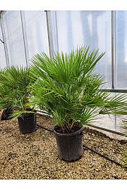 Chamaerops Humilis C55 Lit. 100-125 cm (ZEL)