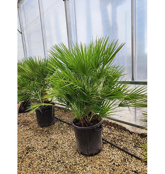 Chamaerops Humilis C55 Lit. 100-125 cm (ZEL)