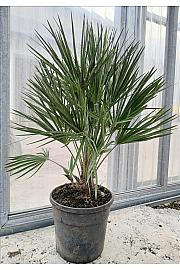 Chamaerops Humilis C9 Lit. 60-80 cm (ZEL)
