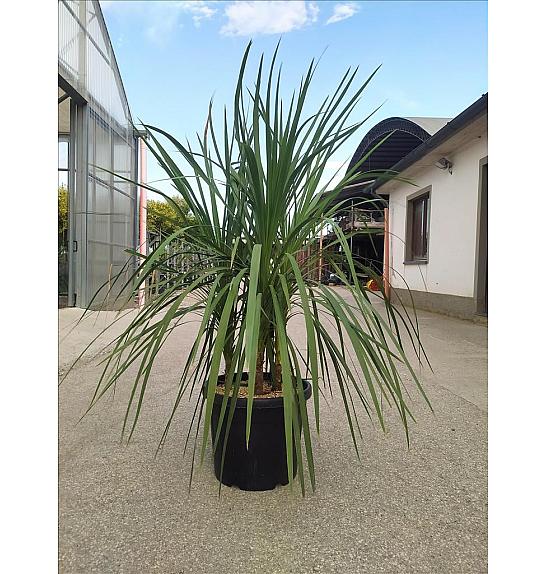 Cordyline Australis C50 Lit. 125-150 cm; Večstebelni (ZEL)