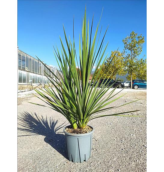 Cordyline Australis C7 Lit. ; Večstebelni (ZEL)