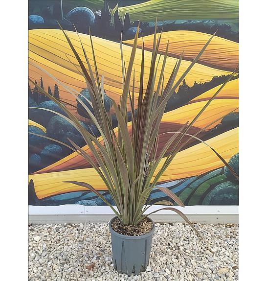 Cordyline Banksii Electric Star C7 Lit. 40-60 cm (ZEL)