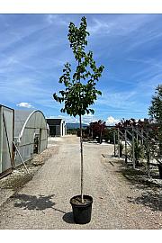 Corylus Colurna C35 Lit. Na Steblu 200 cm; 8/10 cm (ZEL)