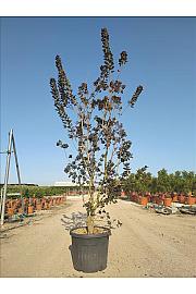Cotinus Cog. Royal Purple C90 Lit. 200-250 cm (ZEL)