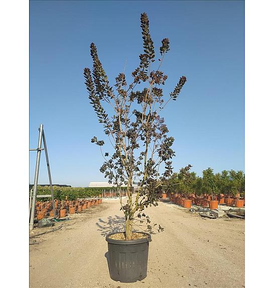 Cotinus Cog. Royal Purple C90 Lit. 200-250 cm (ZEL)