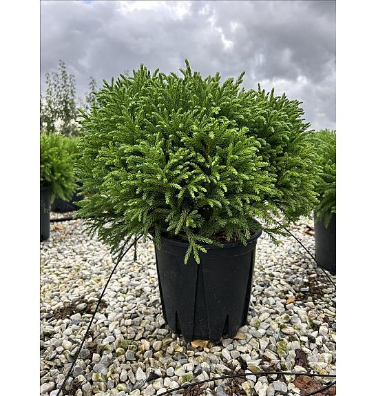 Cryptomeria Jap. Globosa Nana C12 Lit. 40-60 cm (ZEL)