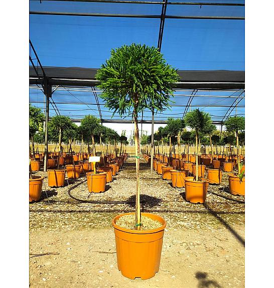 Cryptomeria Jap. Globosa Nana C18 Lit. Na Steblu 100 cm; Krošnja 40/60 cm (ZEL)