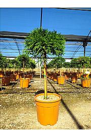 Cryptomeria Jap. Globosa Nana C18 Lit. Na Steblu 50 cm; Krošnja 40/60 cm (ZEL)