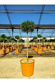 Cryptomeria Jap. Little Diamond C15 Lit. Na Steblu 100 cm; Krošnja 30/40 cm (ZEL)