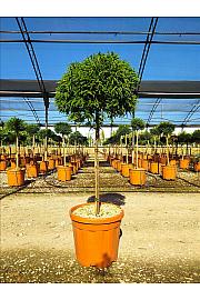 Cryptomeria Jap. Little Diamond C15 Lit. Na Steblu 100 cm; Krošnja 40/60 cm (ZEL)