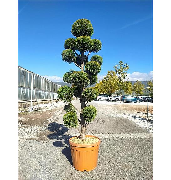 Cupressocyp. Ley. Castlew. Gold C40 Lit. 175-200 cm; Pon Pon (ZEL)