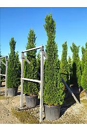 Cupressocyp. Ley. Pyramidalis C0 Lit. 300-350 cm (ZEL)
