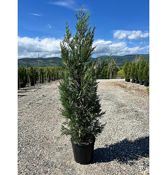 Cupressocyp. Ley. Pyramidalis C10 Lit. 1250-150 cm (ZEL)