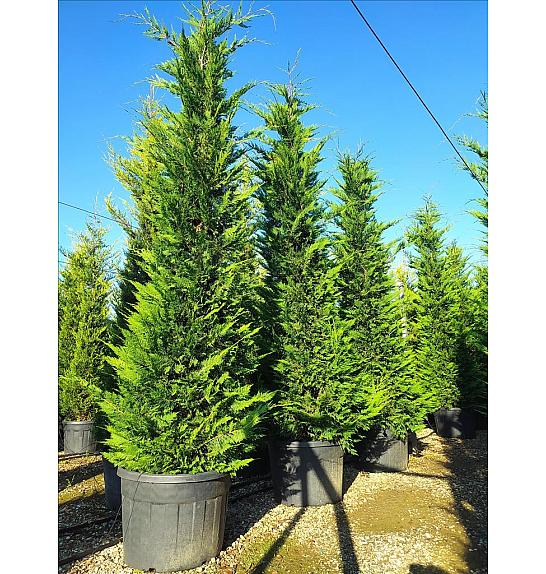 Cupressocyparis Leylandii   C130 Lit. 300-350 cm (ZEL)
