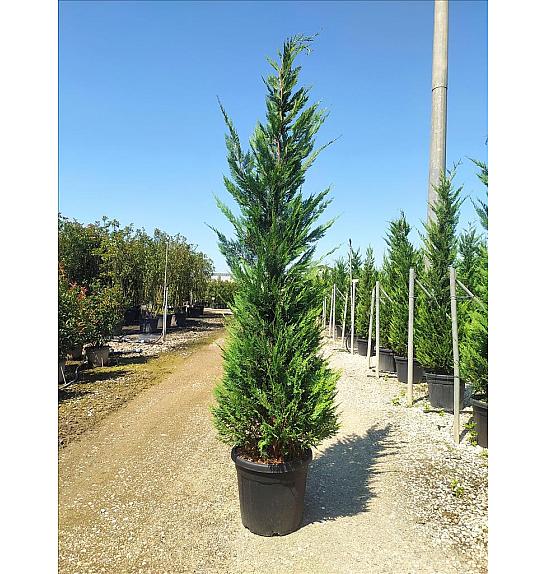 Cupressocyparis Leylandii   C33 Lit. 250-300 cm (ZEL)