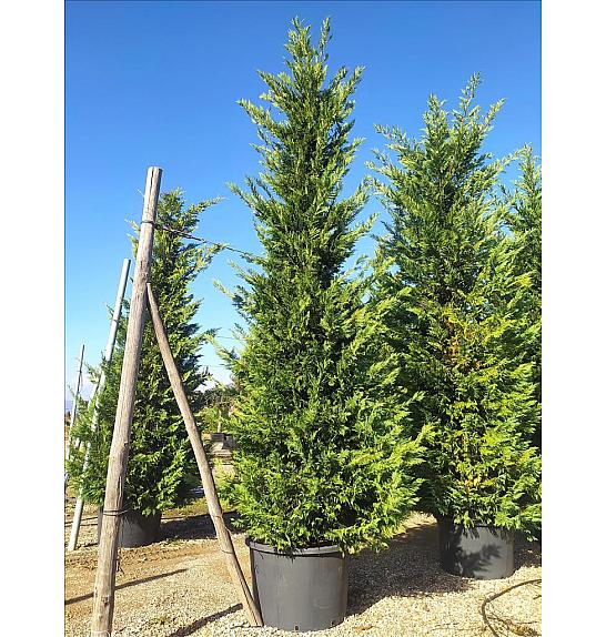 Cupressocyparis Leylandii   C375 Lit. 500-600 cm (ZEL)