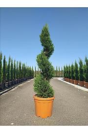 Cupressocyparis Leylandii Vito C25 Lit. 125-150 cm; Spirala (ZEL)