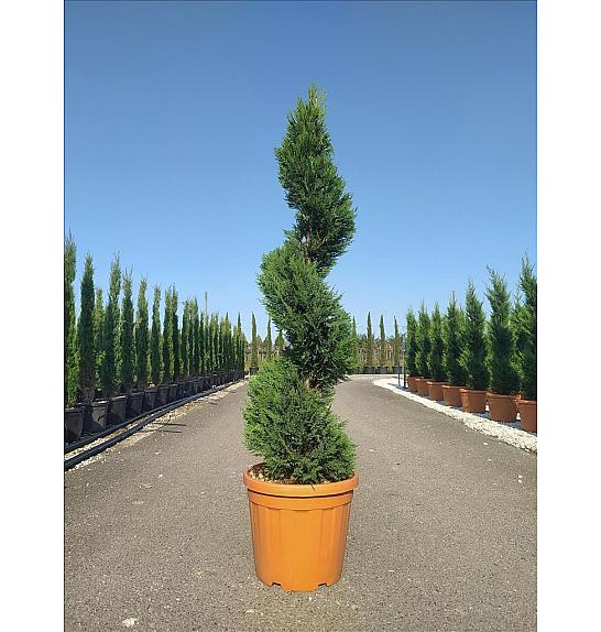 Cupressocyparis Leylandii Vito C25 Lit. 125-150 cm; Spirala (ZEL)