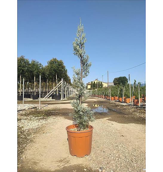 Cupressus Ariz. Fastigiata  C12 Lit. 80-100 cm; Spirala (ZEL)