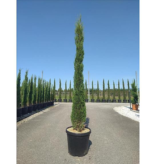 Cupressus Semp. Pyramidalis C33 Lit. 200-250 cm (ZEL)
