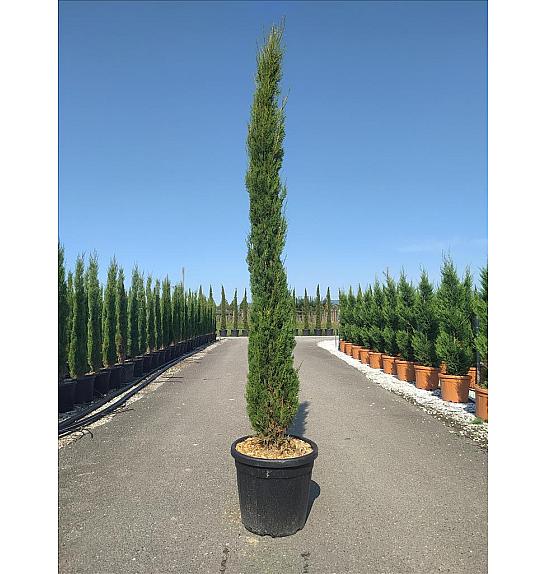 Cupressus Semp. Pyramidalis C45 Lit. 250-300 cm (ZEL)