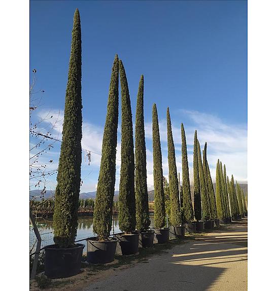 Cupressus Semp. Pyramidalis C450 Lit. 800-900 cm (ZEL)