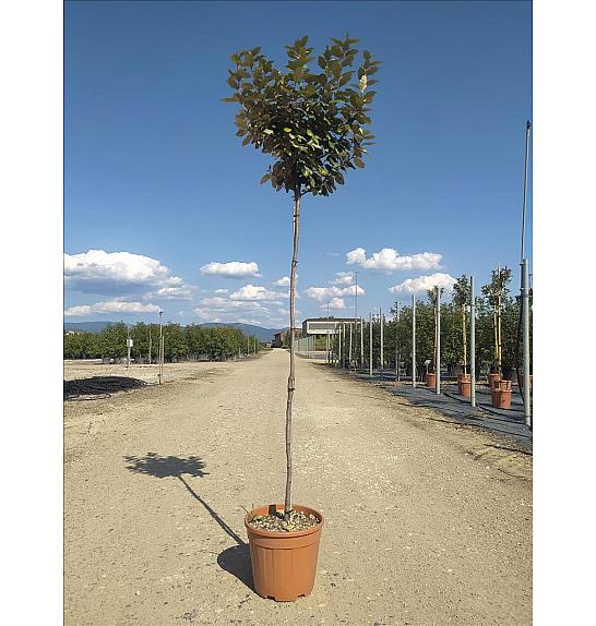 Elaeagnus Ebb. Compacta C15 Lit. Na Steblu 175 cm; 4/6 cm (ZEL)