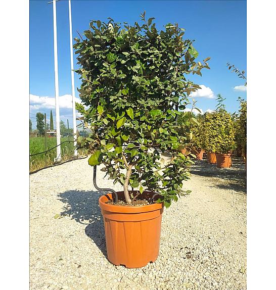Elaeagnus Ebb. Compacta C30 Lit. 80-100 cm; Špalir (ZEL)