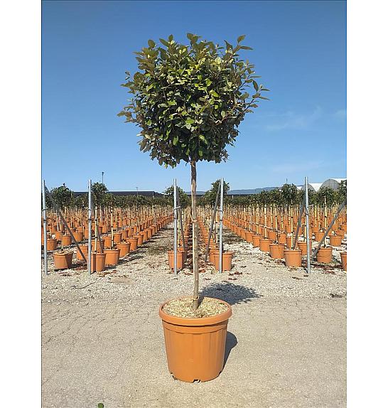 Elaeagnus Ebb. Compacta C30 Lit. Na Steblu 100 cm; Krošnja 40/60 cm (ZEL)