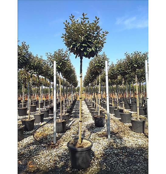 Elaeagnus Ebb. Compacta C35 Lit. Na Steblu 175 cm; 8/10 cm (ZEL)