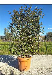 Elaeagnus Ebb. Compacta C45 Lit. 125-150 cm; Špalir (ZEL)