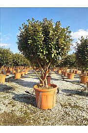 Elaeagnus Ebb. Compacta C70 Lit. 125-150 cm (ZEL)