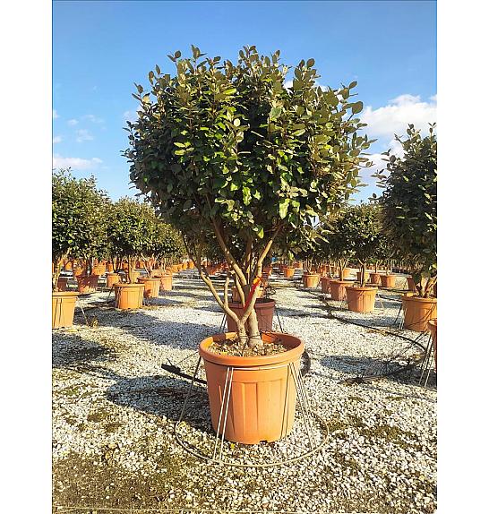 Elaeagnus Ebb. Compacta C70 Lit. 125-150 cm (ZEL)