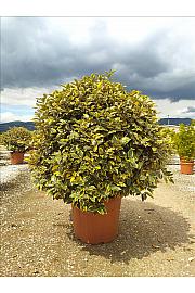 Elaeagnus Ebb. Vivileg C70 Lit. Krošnja 80/100 cm; Krogla (ZEL)