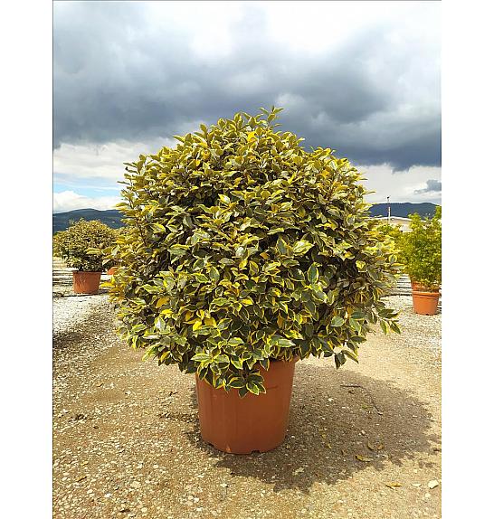Elaeagnus Ebb. Vivileg C70 Lit. Krošnja 80/100 cm; Krogla (ZEL)