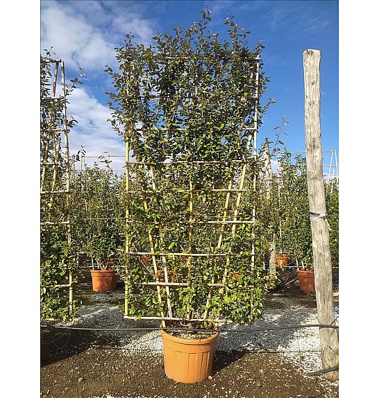 Elaeagnus Ebbingei C130 Lit. 300-350 cm; Špalir (ZEL)