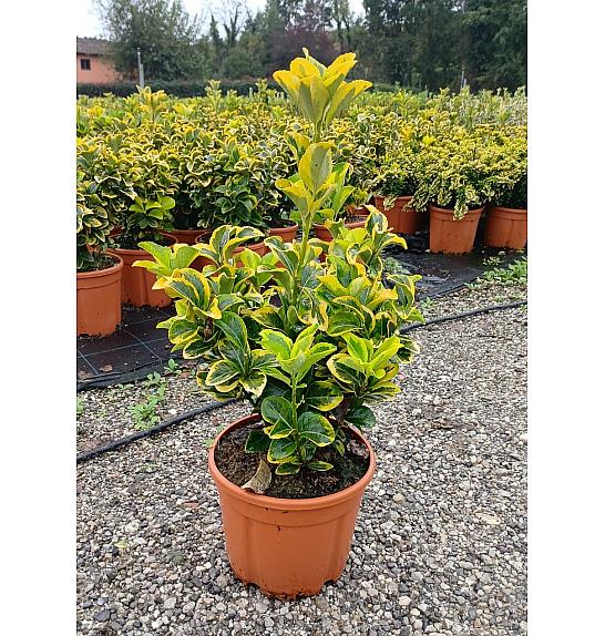Euonymus Jap. Aureomarginata C5 Lit. 40-60 cm (ZEL)