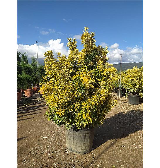 Euonymus Jap. Aureomarginata C50 Lit. 125-150 cm (ZEL)