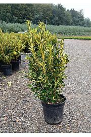 Euonymus Jap. Aureopictus C10 Lit. 40-60 cm (ZEL)