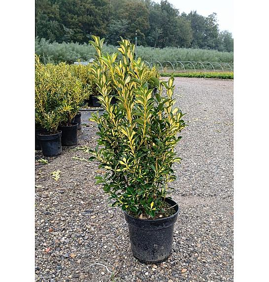 Euonymus Jap. Aureopictus C10 Lit. 40-60 cm (ZEL)