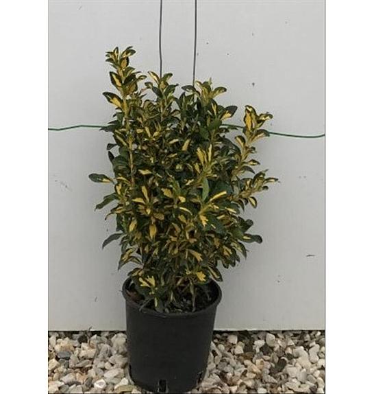 Euonymus Jap. Aureopictus C3 Lit. 30-40 cm (ZEL)