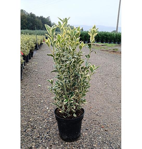 Euonymus Jap. Bravo C10 Lit. 40-60 cm (ZEL)